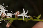 Fewflower blazing star